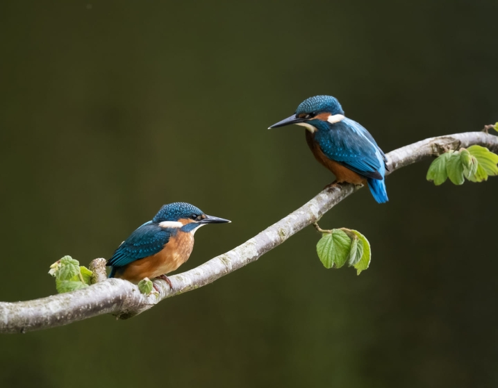 Two kingfishers perched on a branch. They are facing each other.